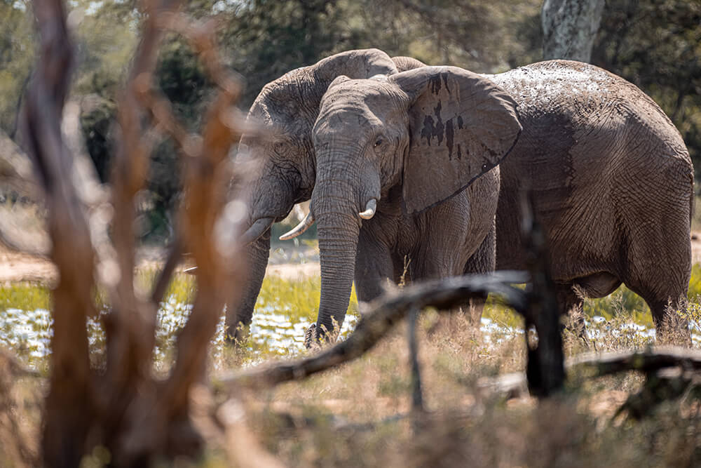 Elephant Interactions