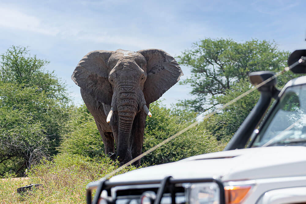Self-Drive Safaris