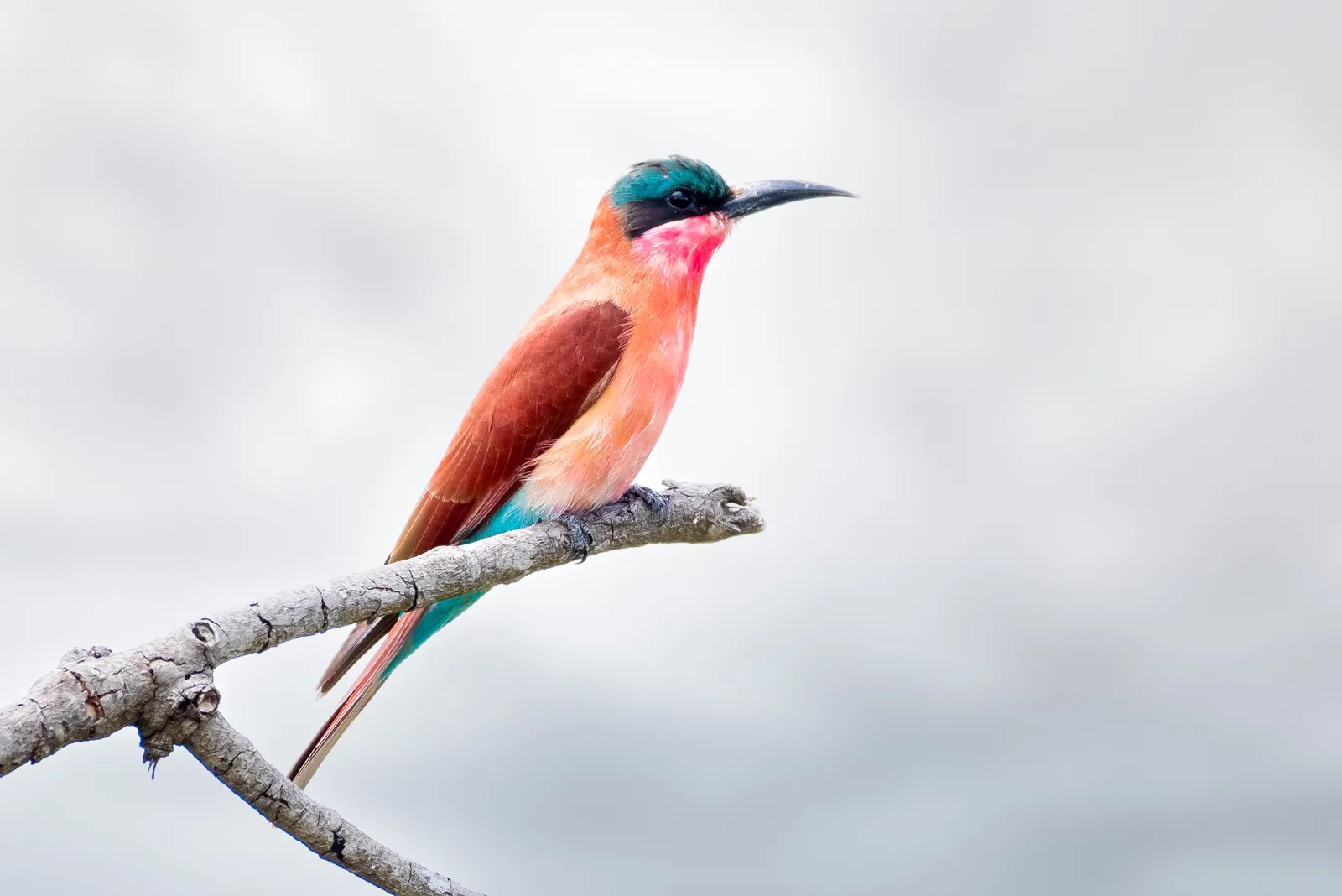 Beginner's Guide to Bird Watching in Kruger