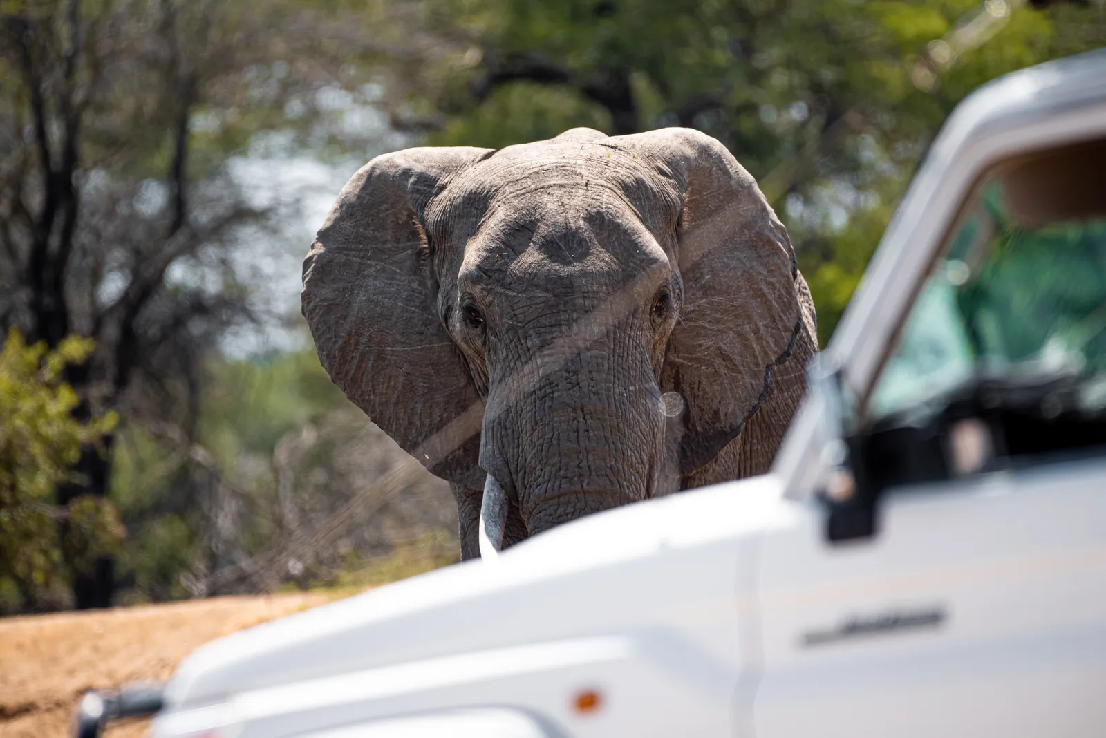 Navigating Kruger's Dirt Roads: A Guide