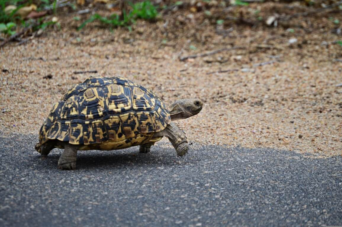 Leopard Tortoise