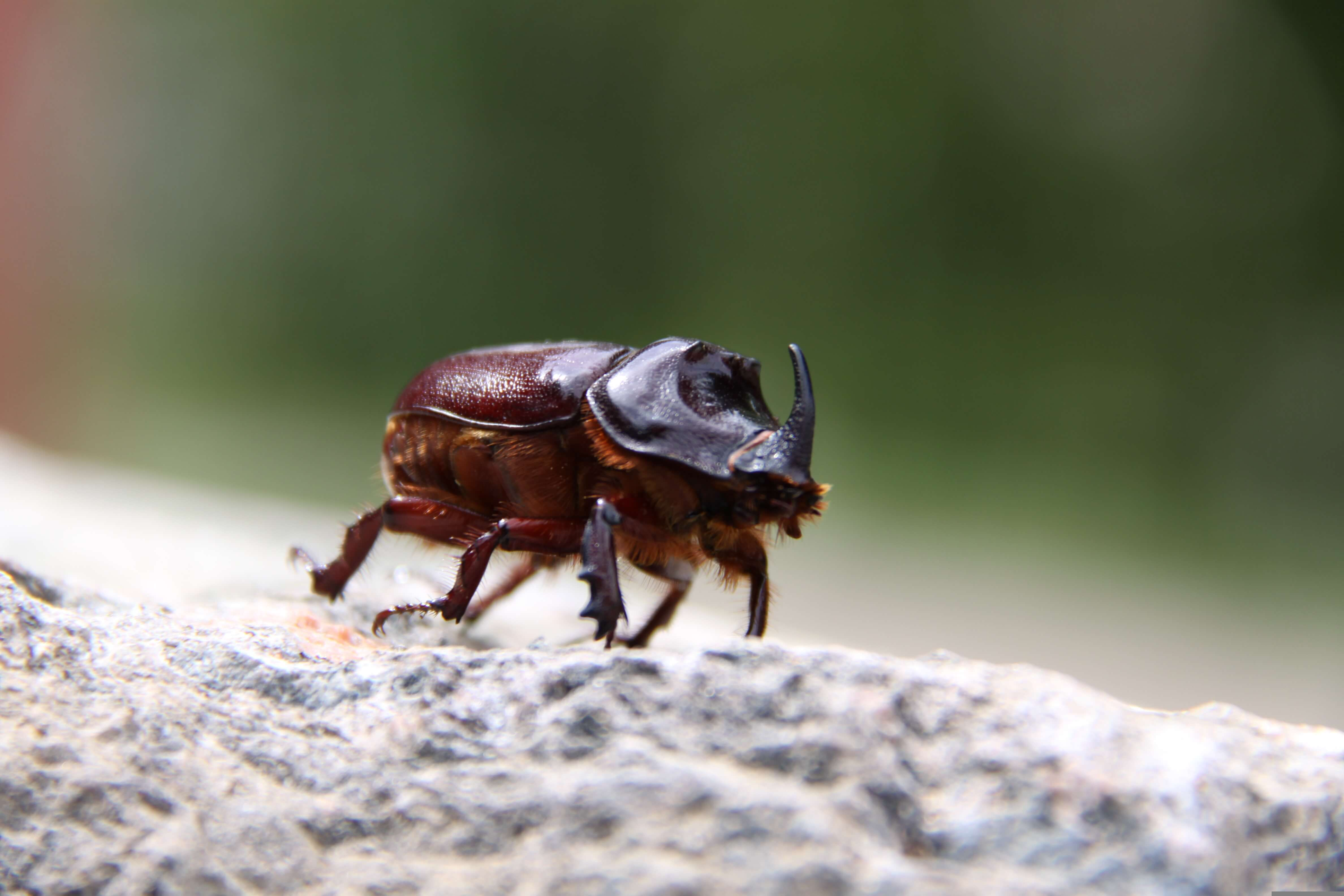 Rhino Beetle