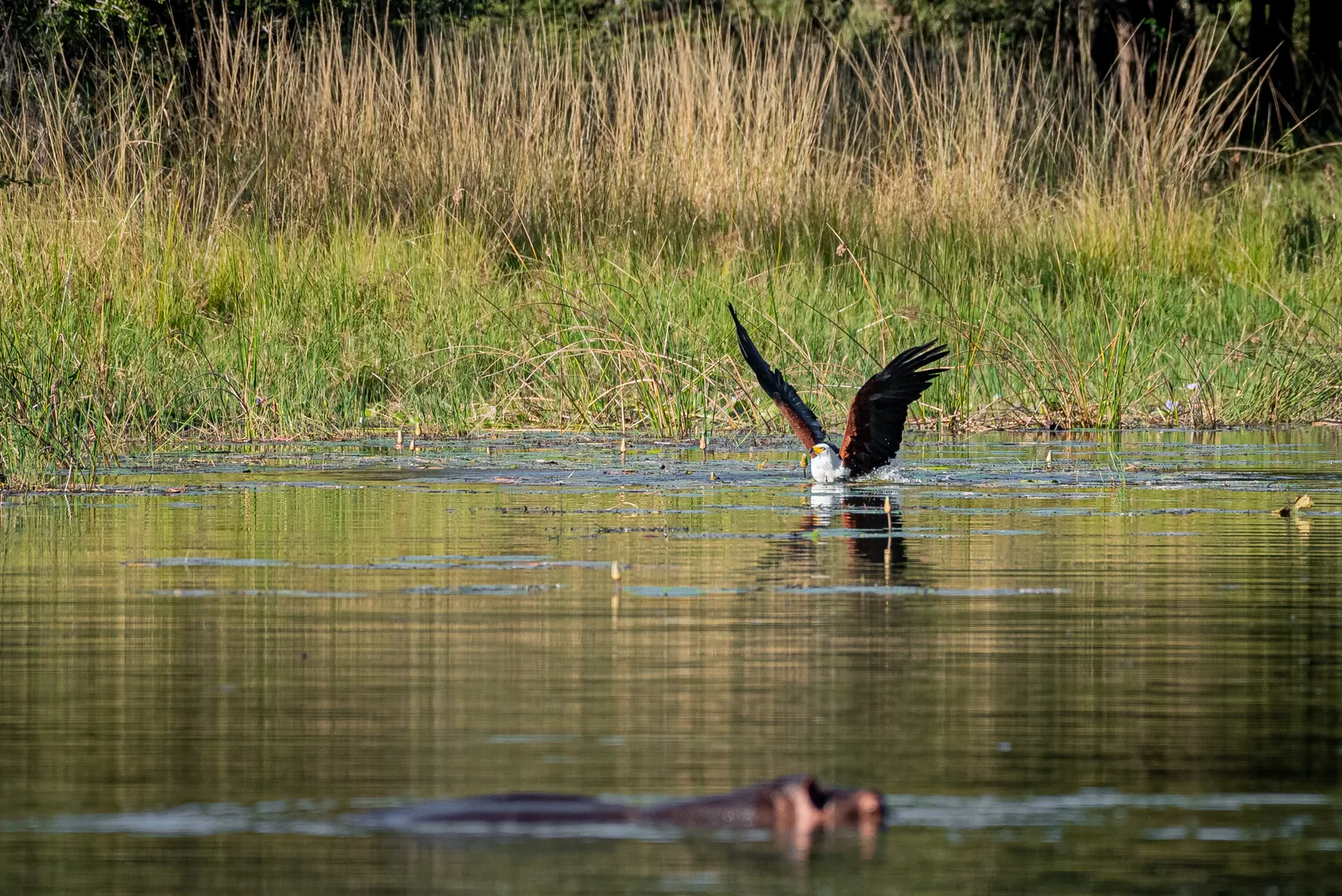 Top Waterholes for Dry Season Game Viewing