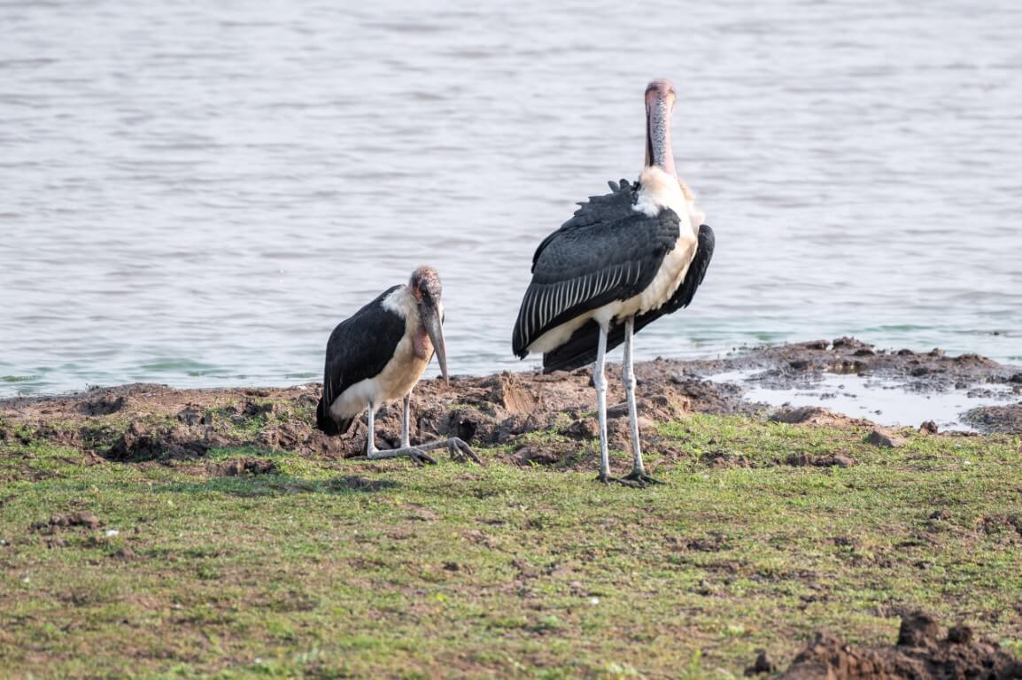 Marabou Stork