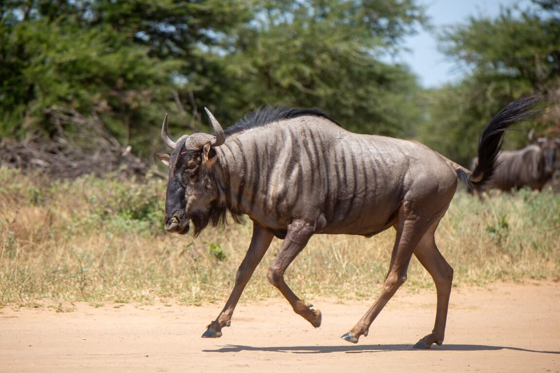 Blue Wildebeest