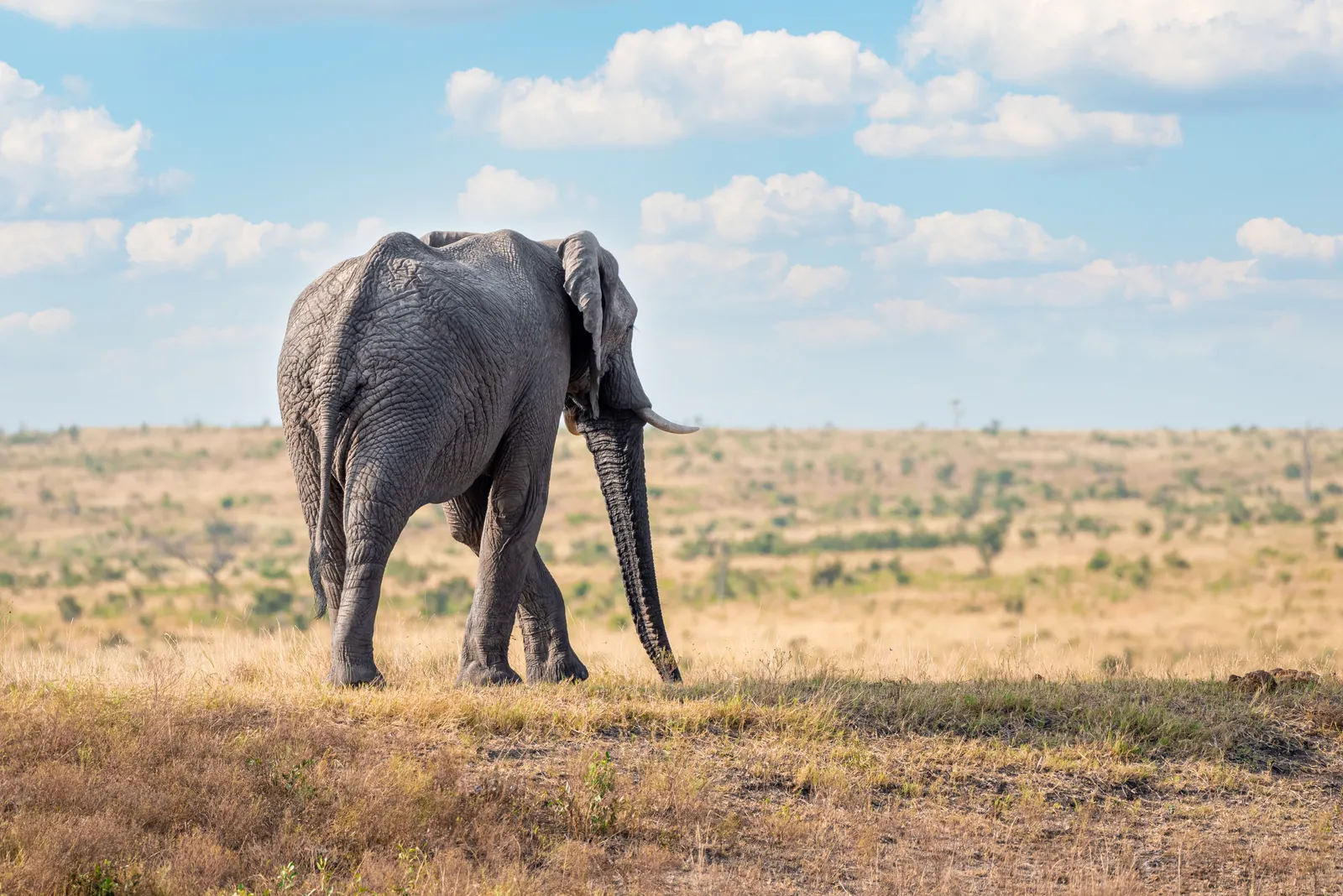 Wildlife Photography Tips for Kruger